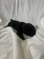 Red Girl, a male Cane Corso for sale in Fort Worth, TX – Photo 5 of 7