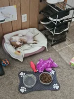 Gemma, a female Shiba Inu for sale in Circle Pines, MN – 3 of 4
