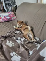 Gemma, a female Shiba Inu for sale in Circle Pines, MN – 2 of 4
