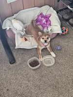 Gemma, a female Shiba Inu for sale in Circle Pines, MN – 4 of 4