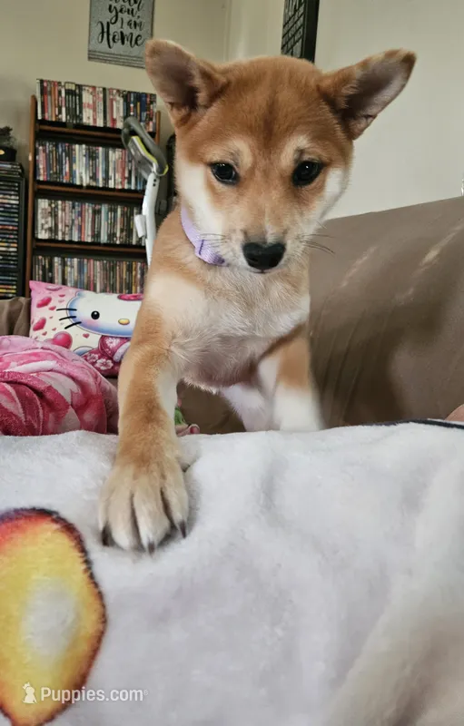 Gemma – Shiba Inu puppy for sale in Circle Pines, MN