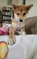 Gemma, a female Shiba Inu for sale in Circle Pines, MN – 1 of 4