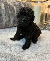 Baby Girl , a female Poodle - Toy  for sale in Atlanta, GA – 4 of 4