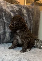 Brown Boy, a male Poodle - Toy  for sale in Atlanta, GA – 1 of 3