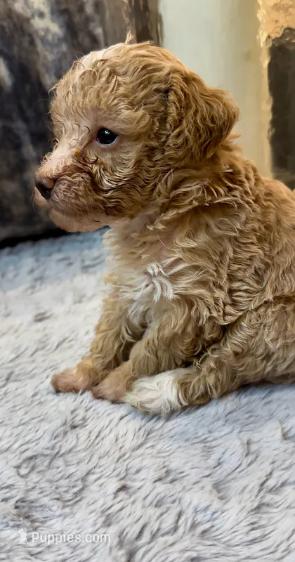 Cream/White – Poodle - Toy  puppy for sale in Atlanta, GA