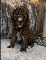 Brown Boy, a male Poodle - Toy  for sale in Atlanta, GA – 2 of 3