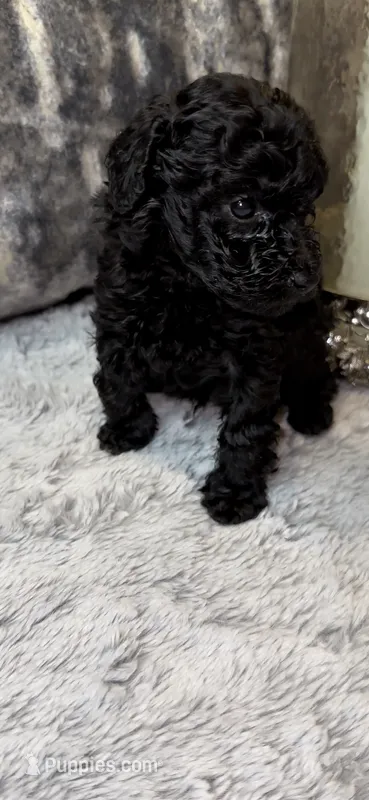 Baby Girl  – Poodle - Toy  puppy for sale in Atlanta, GA
