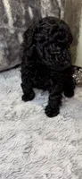 Baby Girl , a female Poodle - Toy  for sale in Atlanta, GA – 1 of 4