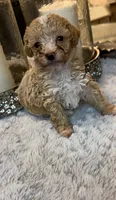 Cream/White, a male Poodle - Toy  for sale in Atlanta, GA – 2 of 3