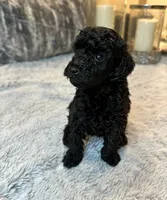 Baby Girl , a female Poodle - Toy  for sale in Atlanta, GA – 3 of 4