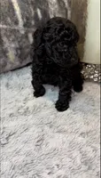 Baby Girl , a female Poodle - Toy  for sale in Atlanta, GA – 2 of 4