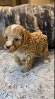 Cream/White, a male Poodle - Toy  for sale in Atlanta, GA – 3 of 3
