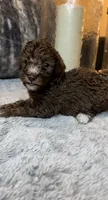 Brown Boy, a male Poodle - Toy  for sale in Atlanta, GA – 3 of 3