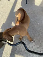 Rubi, a female Rhodesian Ridgeback for sale in Richmond, TX – 2 of 5