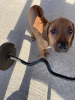 Rubi, a female Rhodesian Ridgeback for sale in Richmond, TX – 3 of 5