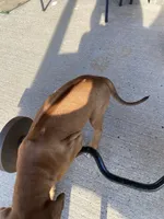 Rubi, a female Rhodesian Ridgeback for sale in Richmond, TX – 5 of 5