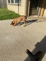 Rubi, a female Rhodesian Ridgeback for sale in Richmond, TX – 4 of 5