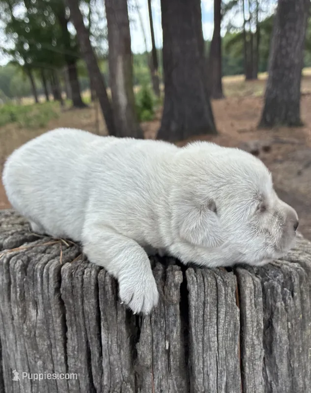 ⚓️Marina⛵️ – Labrador Retriever puppy for sale in Andrews, SC