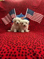 Casper, a male Maltese for sale in Andrews, SC – 2 of 4