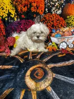 SALE -  Gizmo - Tiny Male, a male Shih Tzu for sale in Andrews, SC – 2 of 5