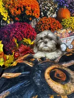 SALE - Tiny Male, a male Shih Tzu for sale in Andrews, SC – 2 of 8