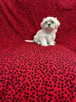 Gizmo, a male Shih Tzu for sale in Andrews, SC – 2 of 3