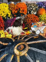SALE - Freckles, a female Shih Tzu for sale in Andrews, SC – 2 of 9