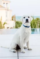 🌨️ARCTIC OWL🦉, a female Labrador Retriever for sale in Andrews, SC – 2 of 10