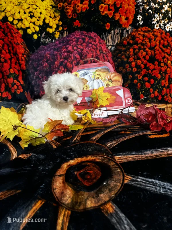 Casper – Maltese puppy for sale in Andrews, SC
