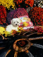 Casper, a male Maltese for sale in Andrews, SC – 1 of 3