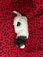 Coacoa, a female Shih Tzu for sale in Andrews, SC – 2 of 2