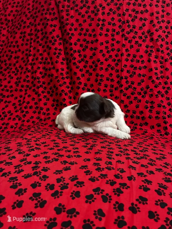 Coacoa – Shih Tzu puppy for sale in Andrews, SC