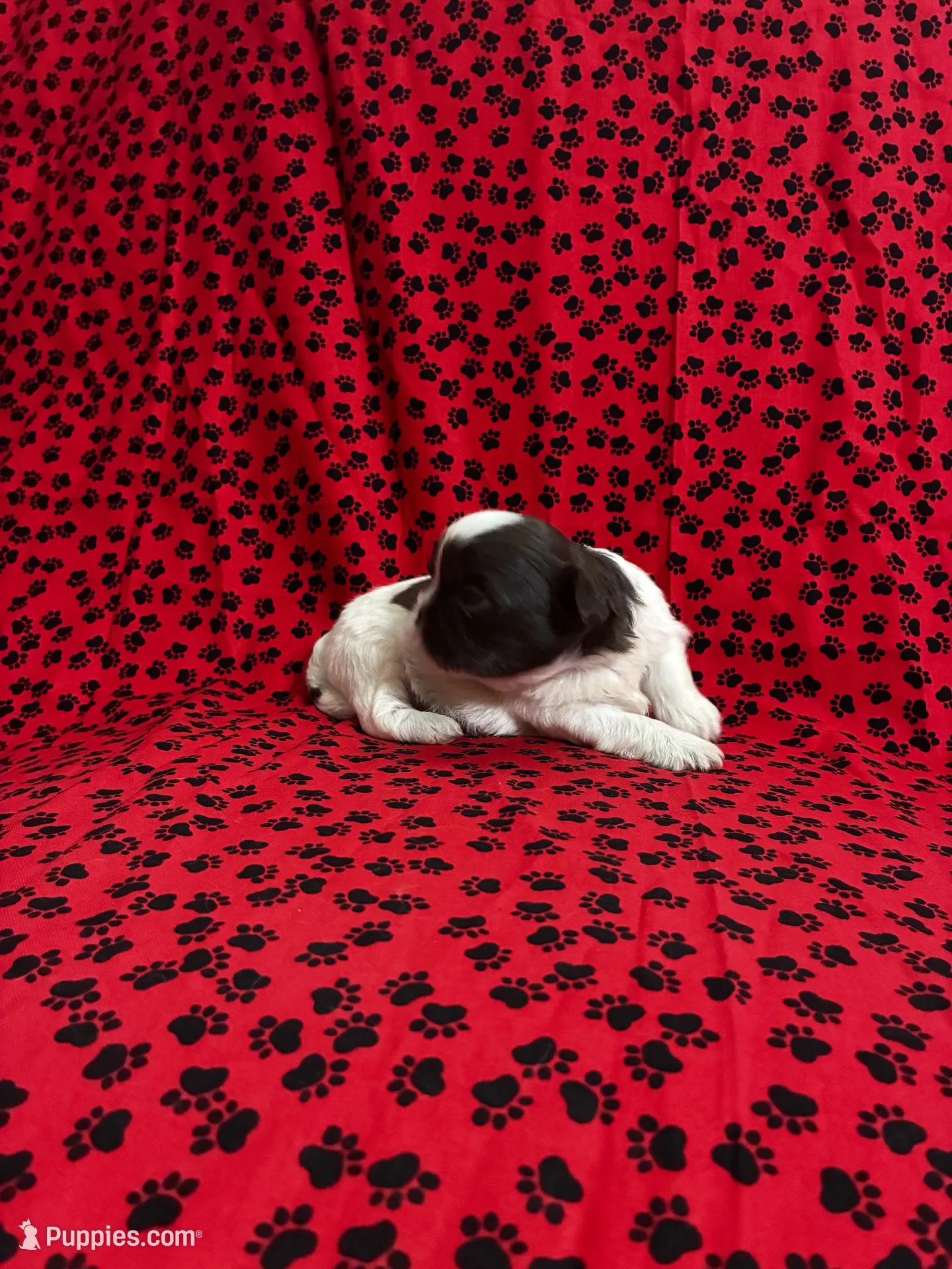 Coa coa – Shih Tzu Puppy for Sale in Andrews, SC | Puppies.com