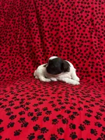 Coacoa, a female Shih Tzu for sale in Andrews, SC – 1 of 2