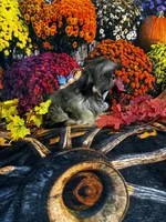 SALE - Nila - TINY, a female Shih Tzu for sale in Andrews, SC – 2 of 8