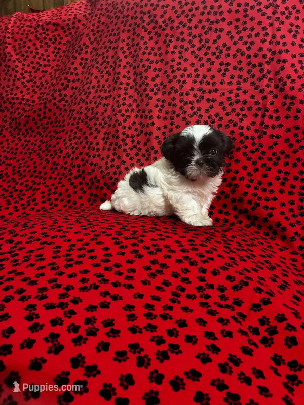 Coa coa – Shih Tzu puppy for sale in Andrews, SC