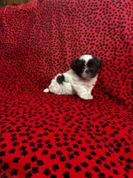 CoaCoa, a female Shih Tzu for sale in Andrews, SC – 4 of 8