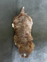 Browny, a female Shih Tzu for sale in Andrews, SC – 2 of 8