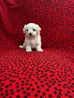Snowball, a male Maltese for sale in Andrews, SC – 5 of 5