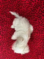 Gizmo, a male Shih Tzu for sale in Andrews, SC – 3 of 3