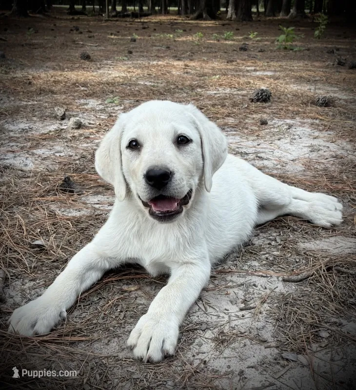 ❄️SNOW DOVE🕊️ – Labrador Retriever puppy for sale in Andrews, SC