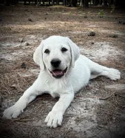 Sale on ❄️SNOW DOVE🕊️, a female Labrador Retriever for sale in Andrews, SC – 1 of 10