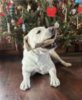 🧜🏻‍♀️Calypso 🌊, a female Labrador Retriever for sale in Andrews, SC – 6 of 8