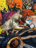SALE - Tiny Male, a male Shih Tzu for sale in Andrews, SC – 5 of 8