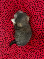 Zoey, a female Shih Tzu for sale in Andrews, SC – 3 of 5