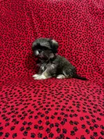 Zoey, a female Shih Tzu for sale in Andrews, SC – 5 of 5
