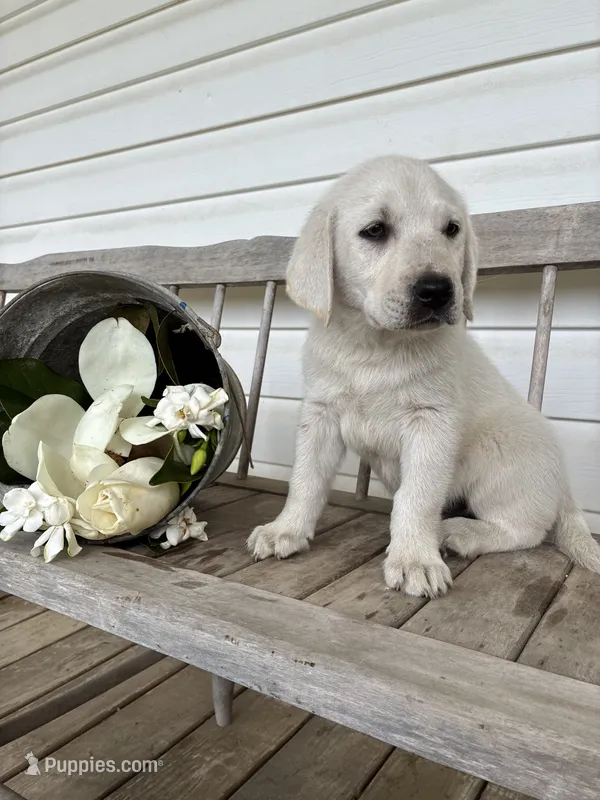 🐇Cotton 🐰 – Labrador Retriever puppy for sale in Andrews, SC