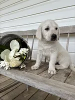 🐇Cotton 🐰, a male Labrador Retriever for sale in Andrews, SC – 1 of 10