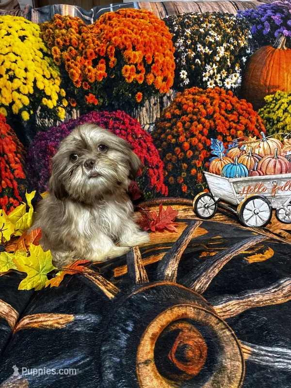 SALE - Tiny Male – Shih Tzu puppy for sale in Andrews, SC