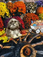 SALE - Tiny Male, a male Shih Tzu for sale in Andrews, SC – 1 of 8